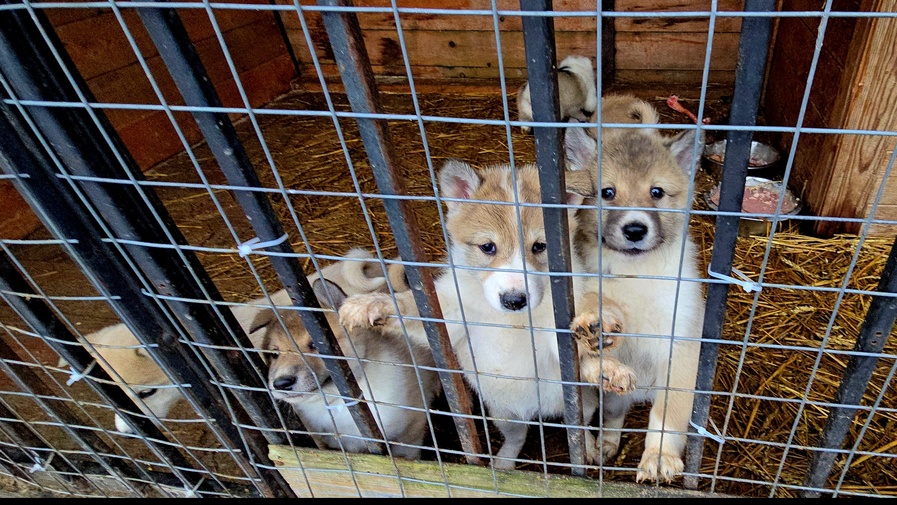 Успел до морозов