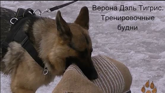 Тренировочные будни Вероны)