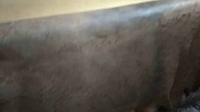 История одного коврика!!! или Вычинка шкуры козла, часть 2. Дубление, жировка, сушка.