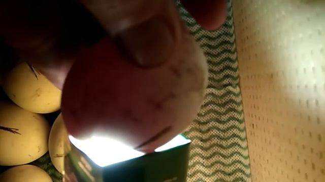 Инкубатор своими руками. Часть 3. Инкубация куриных яиц от яйца до птенца. Видео отчет.