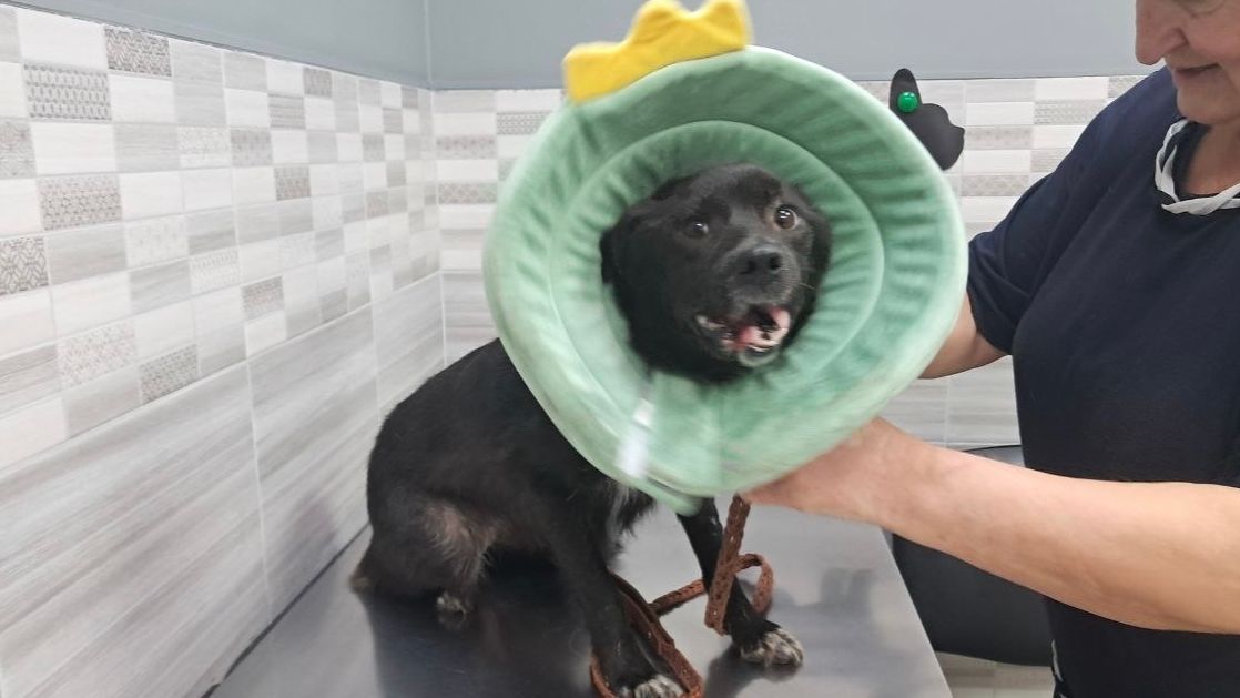 Оливии сняли пластину