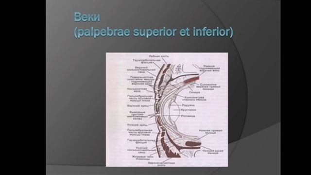 Лекция_ АНАТОМИЯ и ФИЗИОЛОГИЯ ОРГАНА ЗРЕНИЯ  02_09_2021