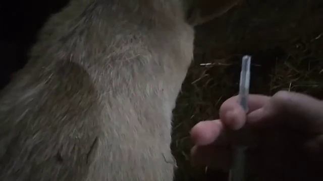 Профилактическое глистование коз... как это делается и зачем...