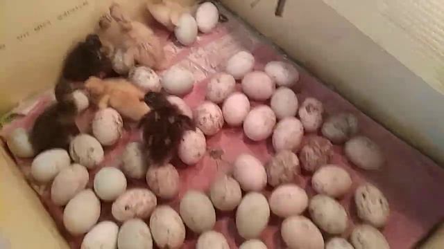 Инкубатор своими руками. Часть 1. Устройство инкубатора.