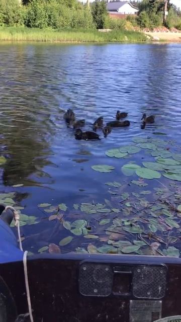 Ленобласть. Хвойное. 23.07.2024. Часть 98. Утята_ Завтрак у малышей