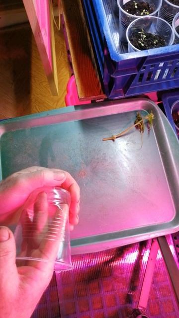 19.03.25 Посадка укореннёного черенка огурца