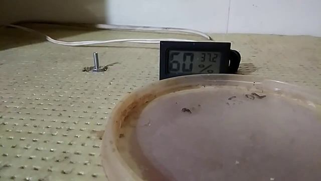 Инкубатор своими руками. Часть 5. Инкубация гусиных яиц от яйца до птенца.