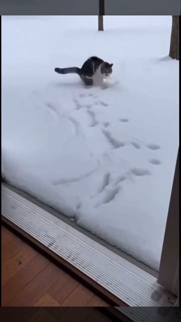 Всё - я погулял.