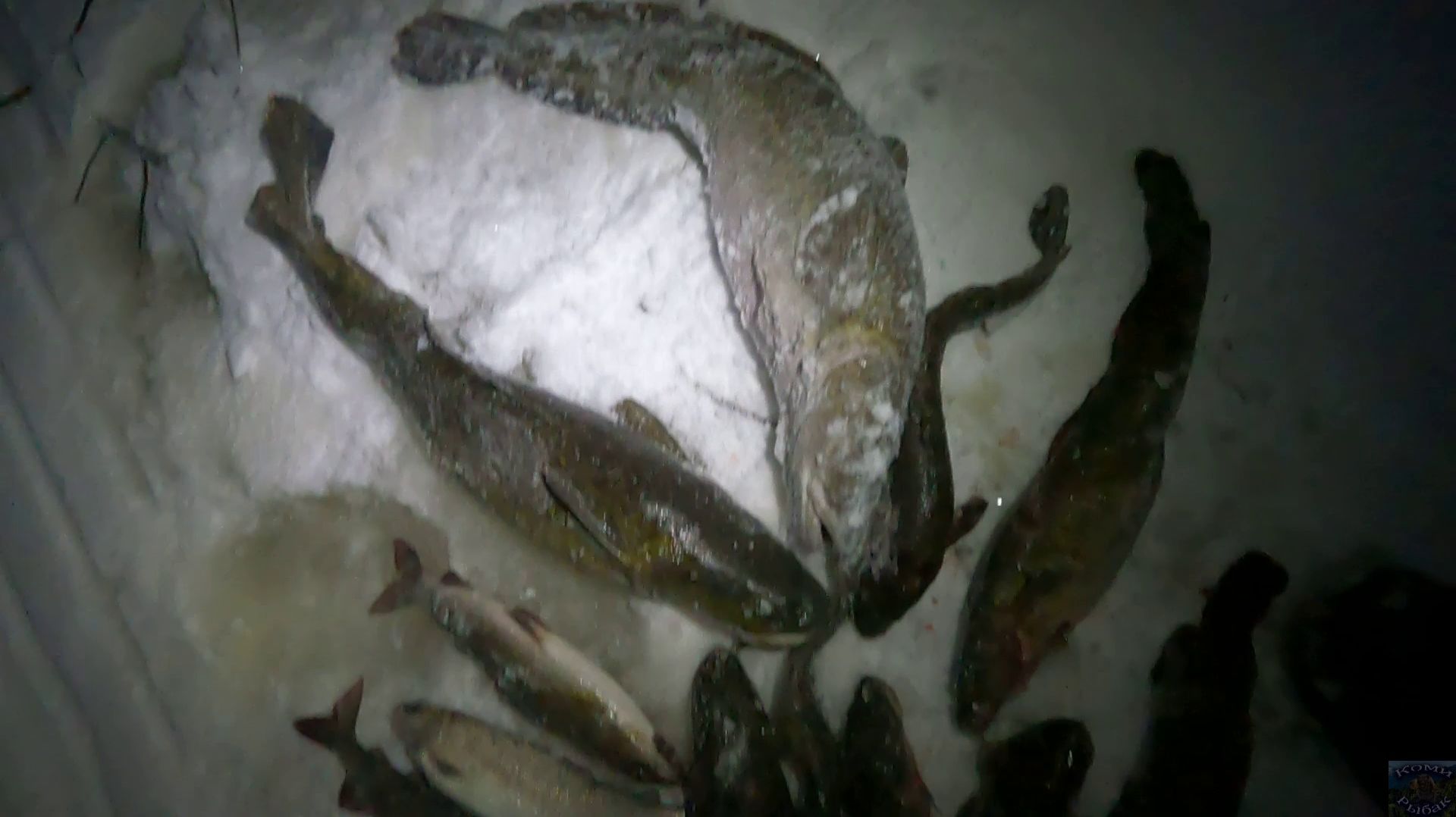 Зимняя рыбалка на Печоре \ Третья  проверка \ Улов ещё лучше \ 04.12.25