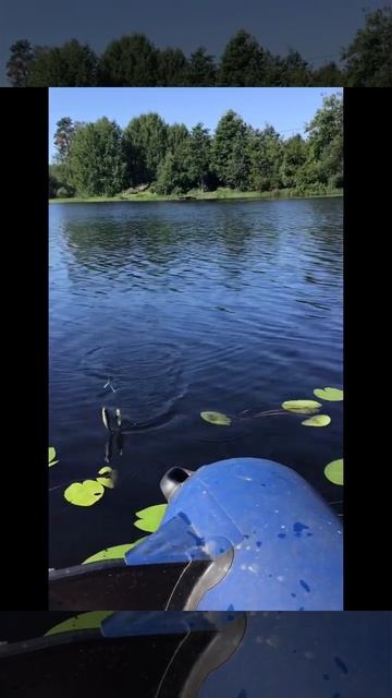 Ленобласть. Хвойное. 22.07.2024. Речка Вуокса. Рыбалка на поплавочную удочку