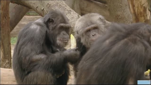 Животные, подобные нам. Эмоции. ПЕРЕВОД. док.фильм