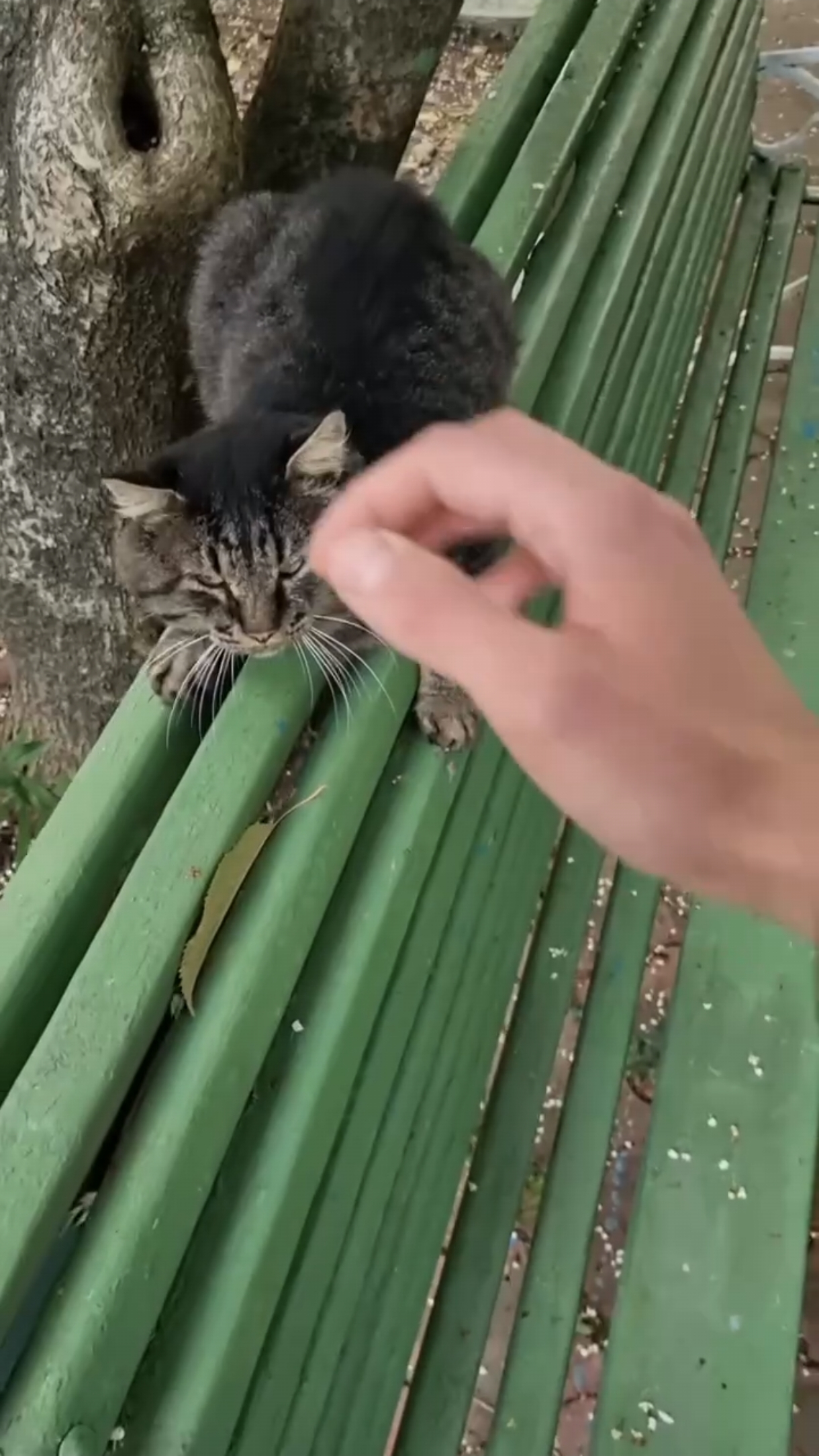 Привет, Кот! 😼