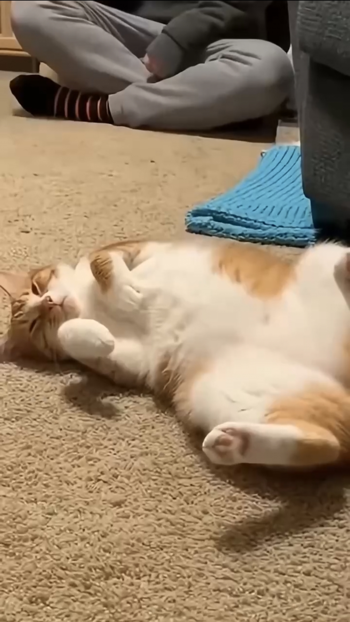 Кото шалости 🙀