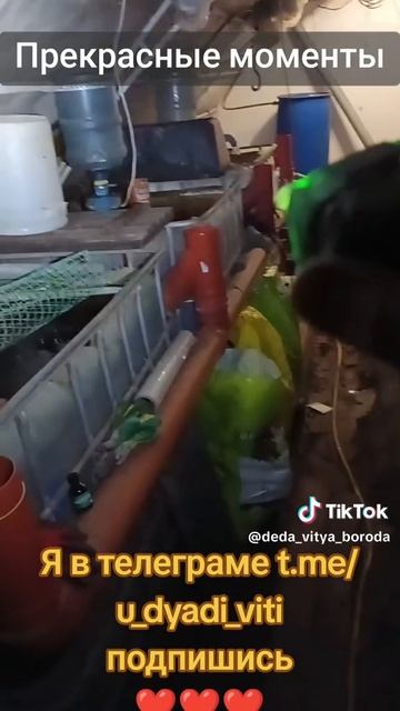 Красноухие черепахи и африканские сомы на акваферме у дяди Вити. #сад #огород #дача #дядявитя#