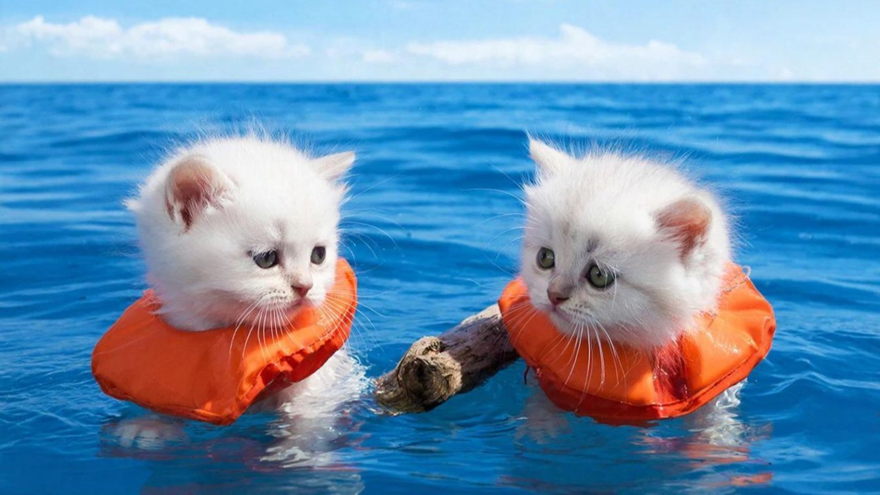 РАЗВЛЕКАТЕЛЬНОЕ ВИДЕО ДЕТЯМ | ДЛЯ ДЕТЕЙ | КОТЯТА