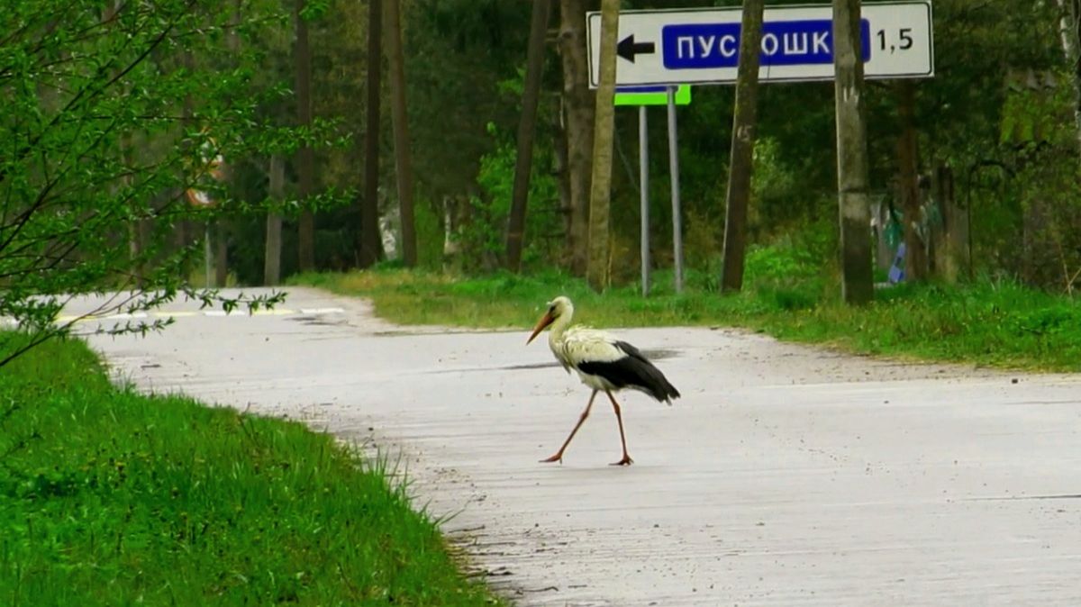 Опять аист гуляет по дологе