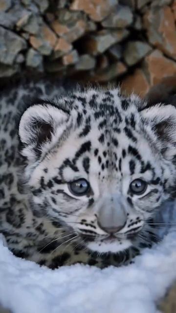 С первым снегом! Теперь точно..