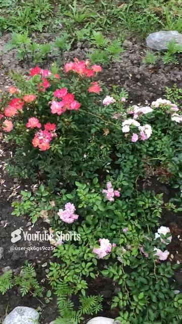 Ленобласть. Хвойное. 21.07.2024. Цветы на даче. Роза чинко де майо и почвопокровная the fairy