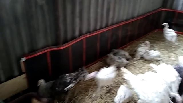 Летний цыплятник, оборудование летнего загона для птицы.