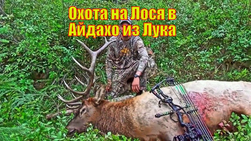 Охота на Лося в Айдахо из Лука
