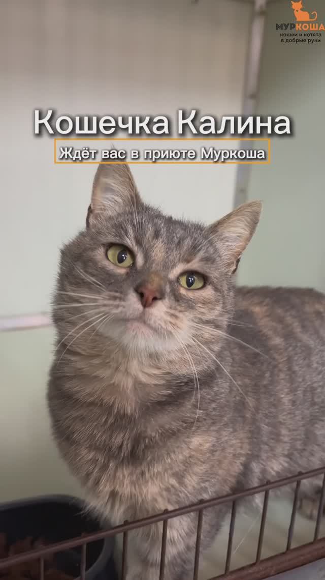 Калина (уже дома)