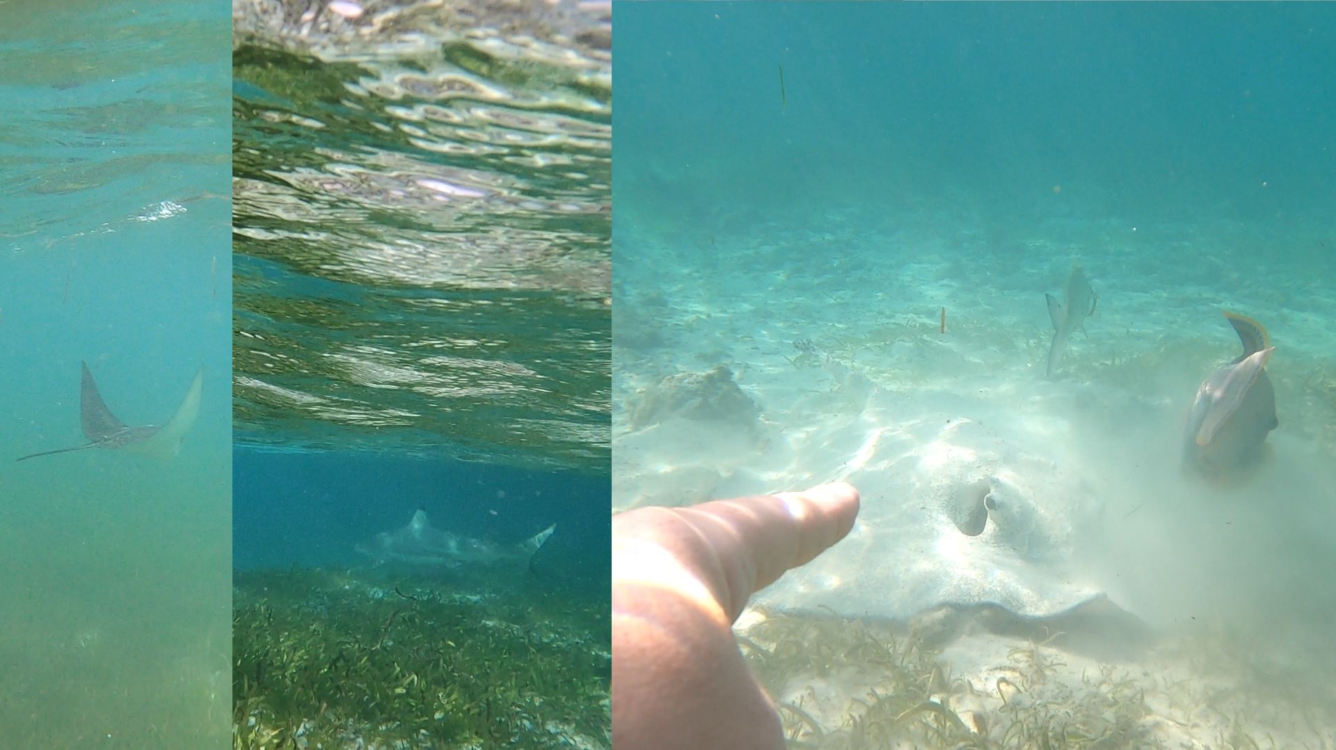 Скаты, акула вдалеке, рыбы. Снорклинг, Мальдивы 2025 #мальдивы2025 #снорклинг #скат #акула #shark
