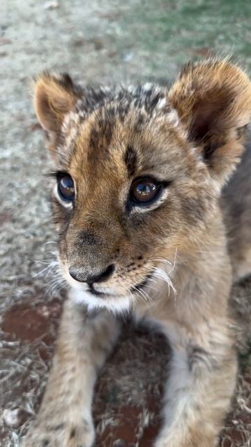 Каков красавец