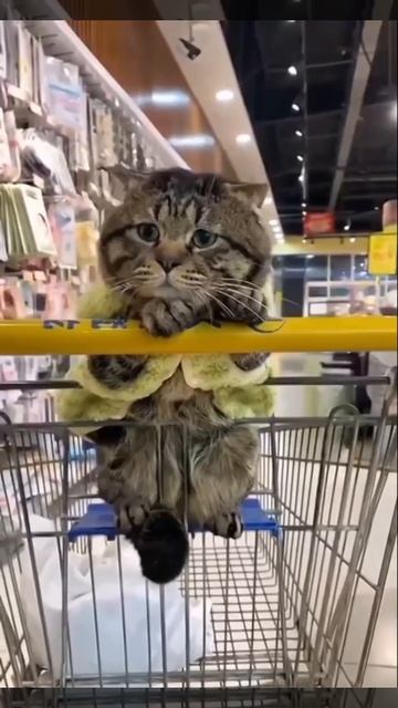 А мы рыбов купим? 😿