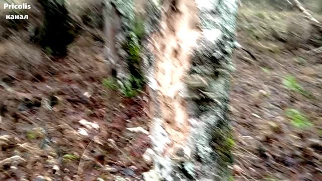 Зарисовки в лесу у бывшей деревни Суворово ноябрь 2025