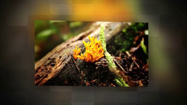 Ян Лещенко - Морской бриз