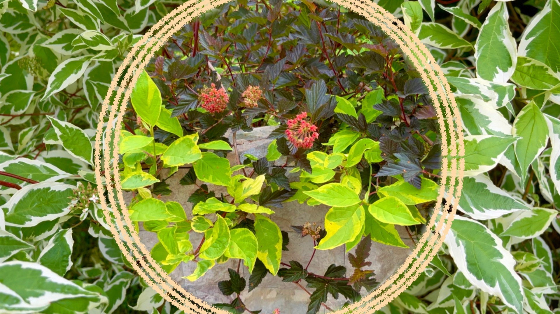 Дерены белые. Сравнение и особенности сортов.