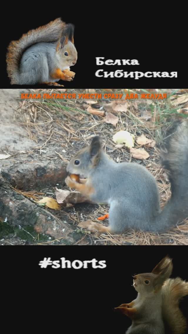 Белка захотела унести два желудя сразу. Продолжение
