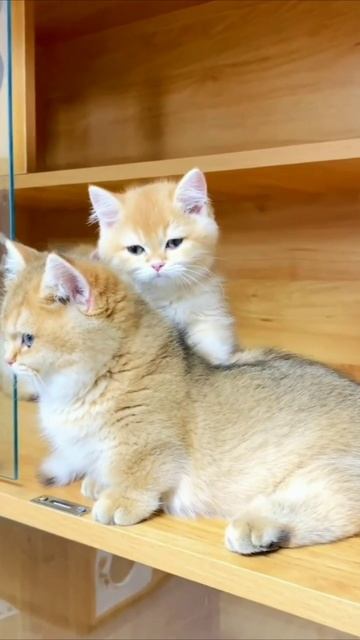 Смешные коты #97-4