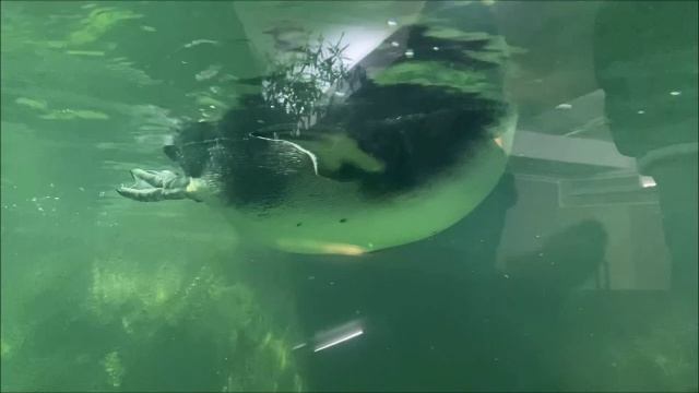 Пингвин Гумбольдта!