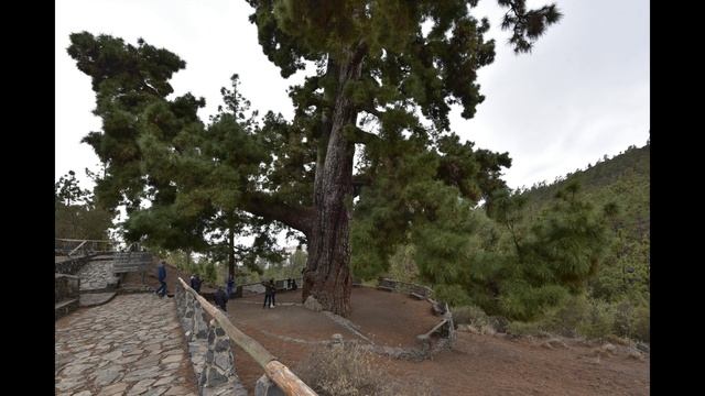 Pino Gordo  2 февраля 2018