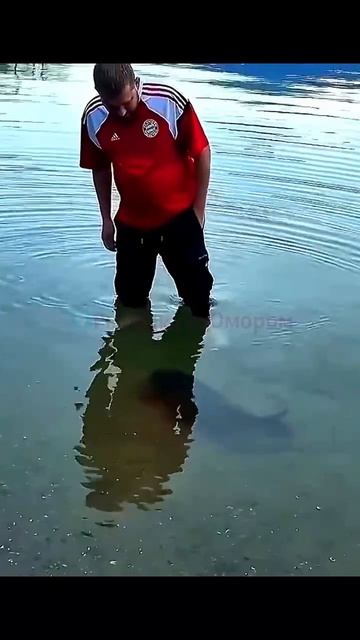 Карпа голыми руками