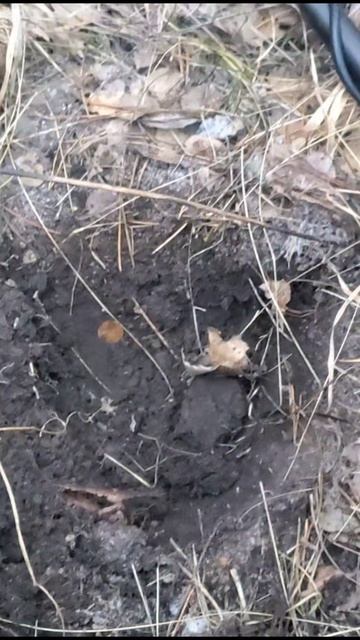 Ранняя двушка. Золото партии.