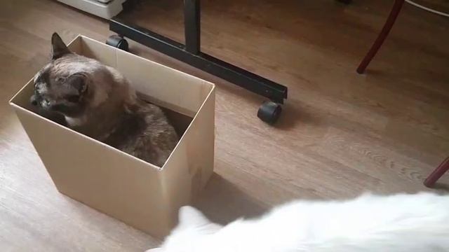 Леся и Сёма - В большой семье клювом не щёлкают