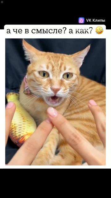 Приколы с животными