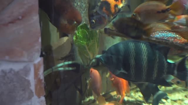 Немецукий 🇩🇪 - САЛАТ для цихлид