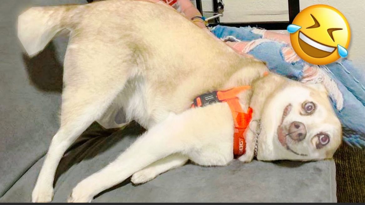 СМЕШНОЕ ВИДЕО Смешные видео про животных Наши любимые животные Видео приколы