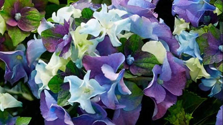 «Леди Мата Хари Блю» (Lady Mata Hari blue) крупнолистная гортензия