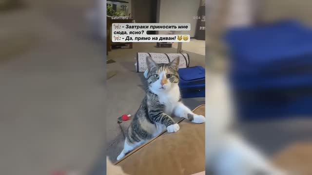 Забавные и смешные животные (ч. 2)