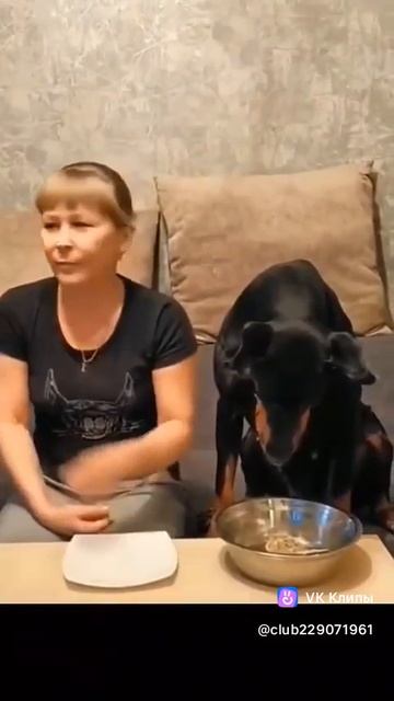 Приколы с животными