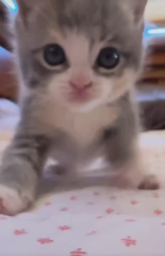 Вас обнюхали