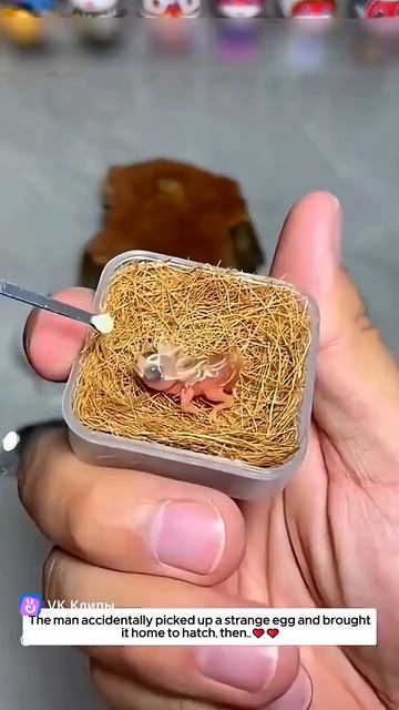 История воробья