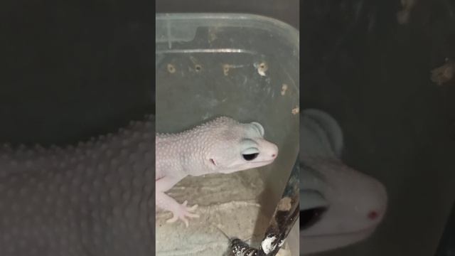 Кормление Зефирки. 11 декабря 2025 г.