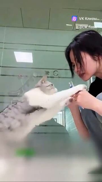 Приколы с животными