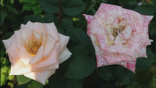 Riccardo Cocciante - DUE