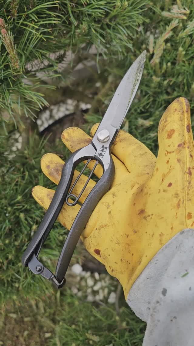 Кованые ножницы Senkichi для топиарных работ, 270 мм